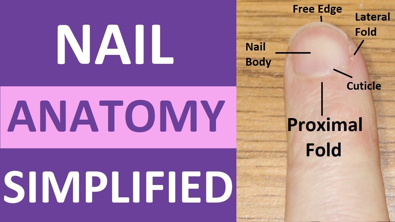 Nail anatomy structure training poster flat style design vector  illustration. Human hand fingernail anatomy medical scheme Stock Vector  Image & Art - Alamy